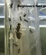 Ant Queen Bicknelli black pavement Ant