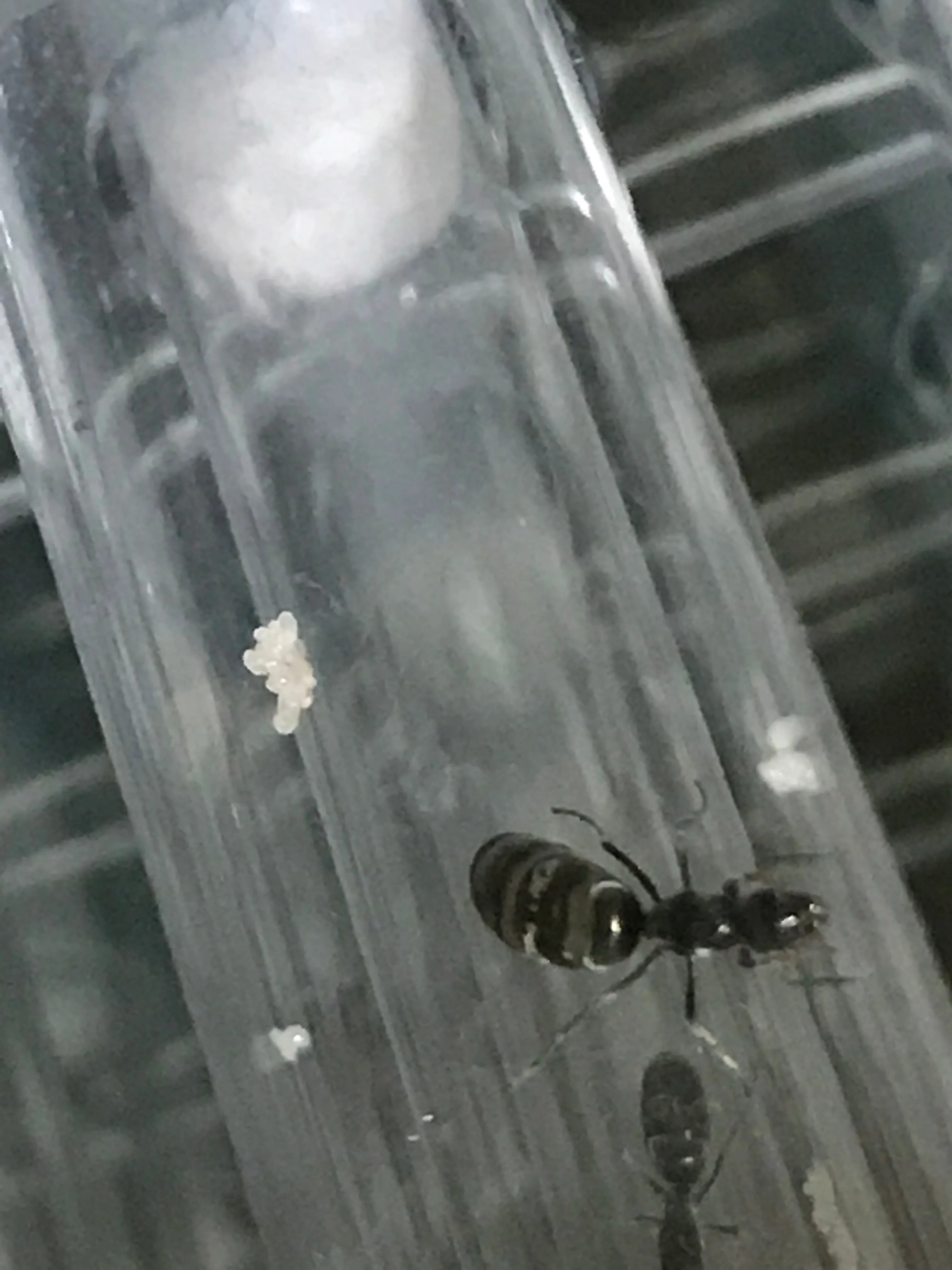 Ant Queen Bicknelli black pavement Ant