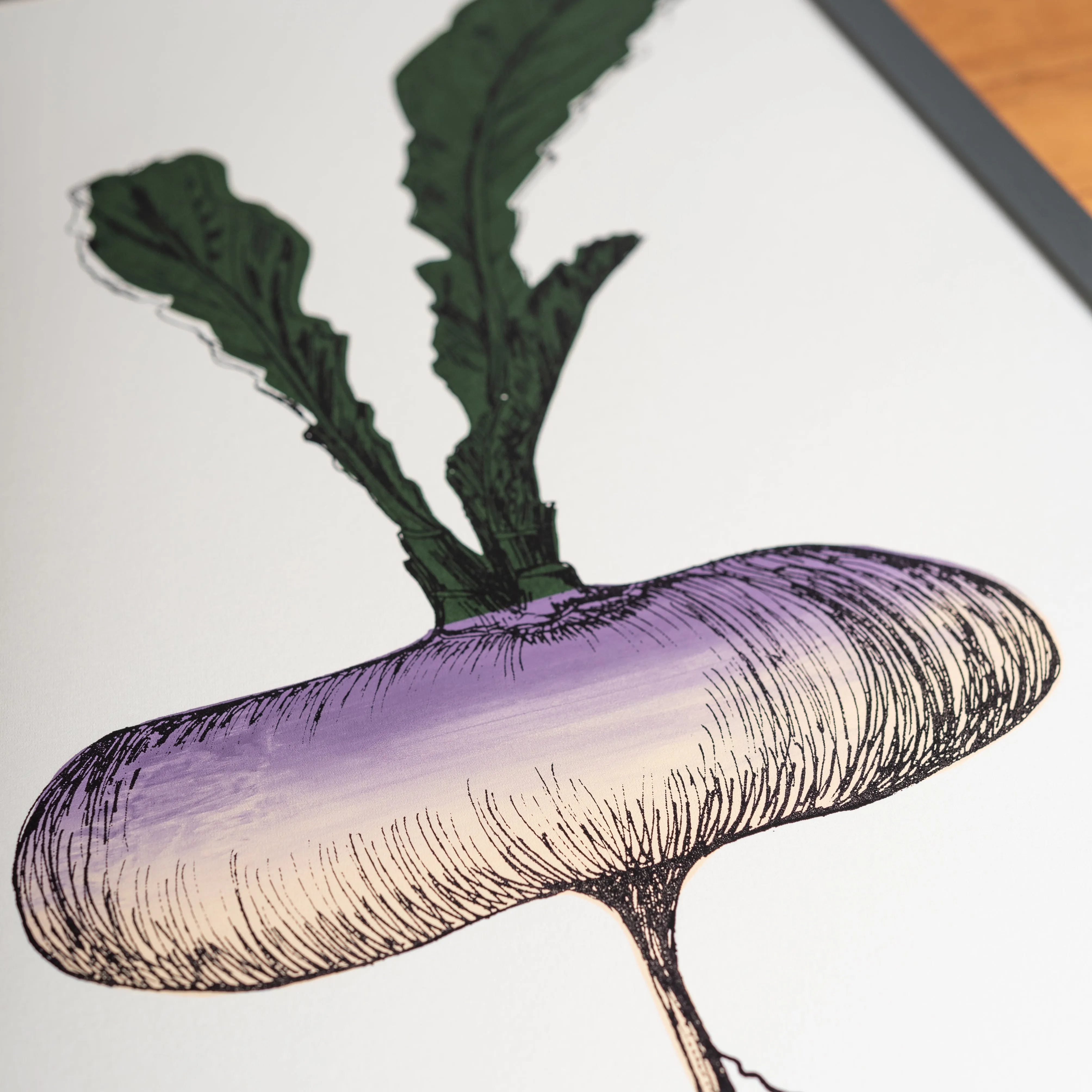 Purple Turnip Vegetable Print